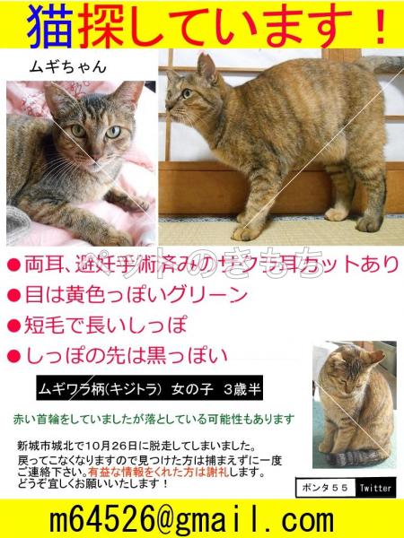 愛知県で猫が迷子になりました 猫種 雑種 投稿no 7751 ペットのきもち