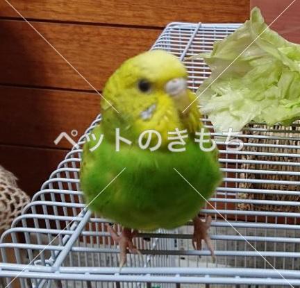迷い鳥の写真