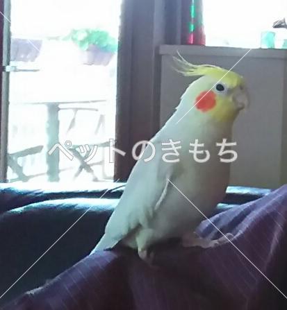 コメント投稿の画像