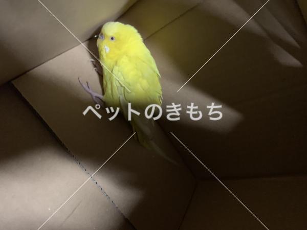 静岡県で鳥を保護しました 鳥の種類 セキセイインコ ルチノー 投稿no 8603