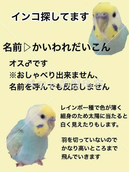 和歌山県で鳥が迷子になりました 鳥の種類 セキセイインコ 投稿no