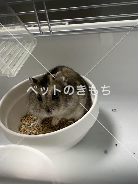 保護ジャンガリアンハムスターの写真