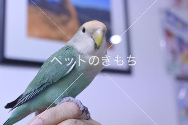 東京都で鳥を保護しました 鳥の種類 コザクラインコ 投稿no 6693