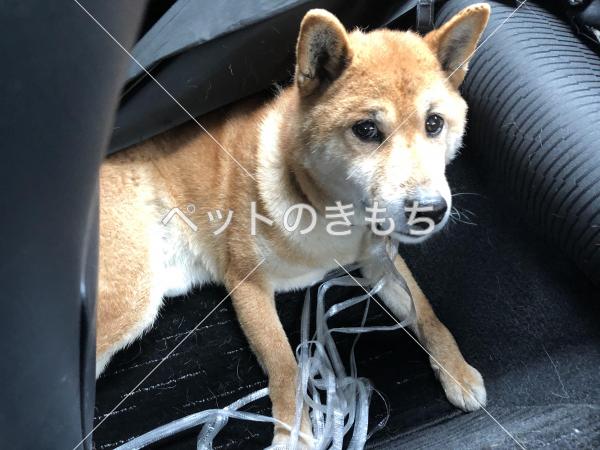 東京都で犬を保護しました 犬種 柴犬 または柴犬との雑種 投稿no