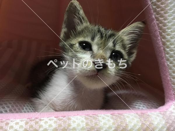 福岡県で猫が迷子になりました 猫種 日本猫 キジトラ 投稿no 5971 ペットのきもち