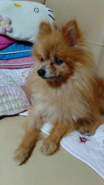 埼玉県で犬を保護しました 犬種 ポメラニアンっぽい小型犬 投稿no 3924 1