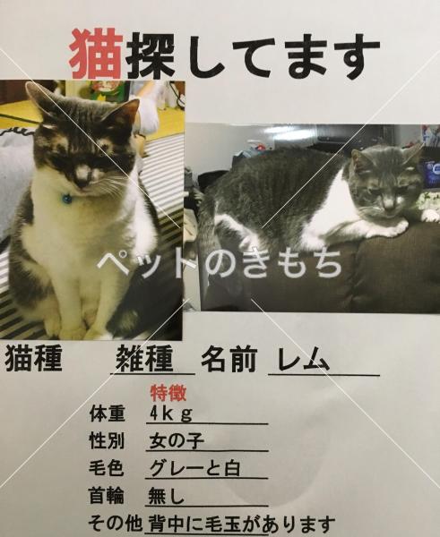 神奈川県で猫が迷子になりました 猫種 雑種 投稿no 7955