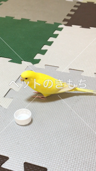 コメント投稿の画像