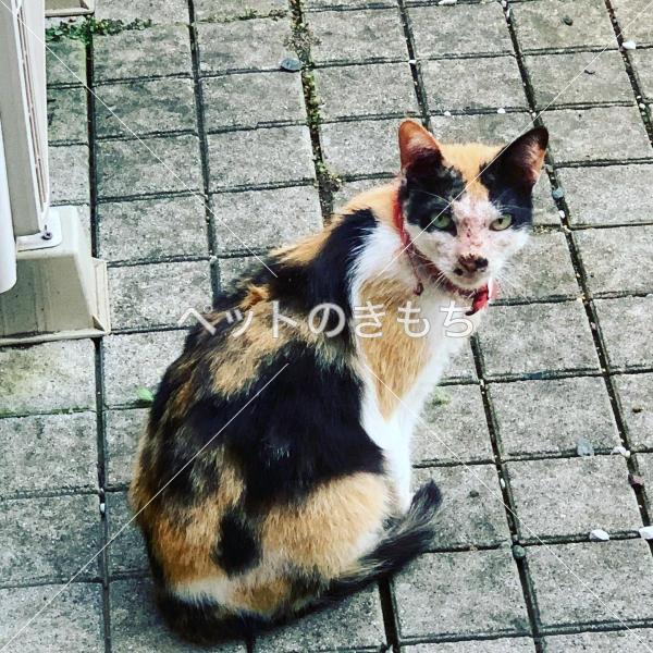 保護猫の写真