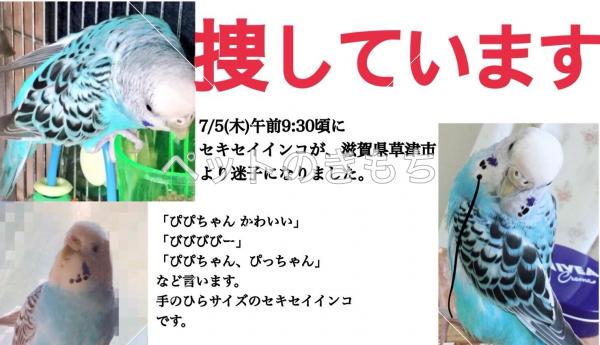 滋賀県で鳥が迷子になりました 鳥の種類 セキセイインコ 投稿no 7061 ペットのきもち