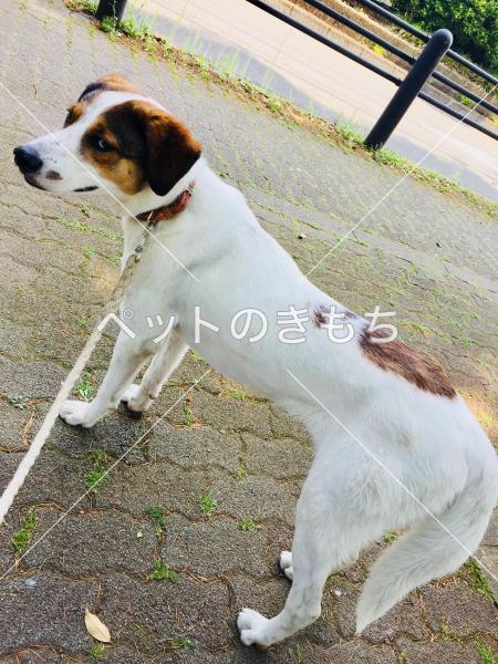 東京都で犬が迷子になりました 犬種 雑種 投稿no 5947 ペットのきもち
