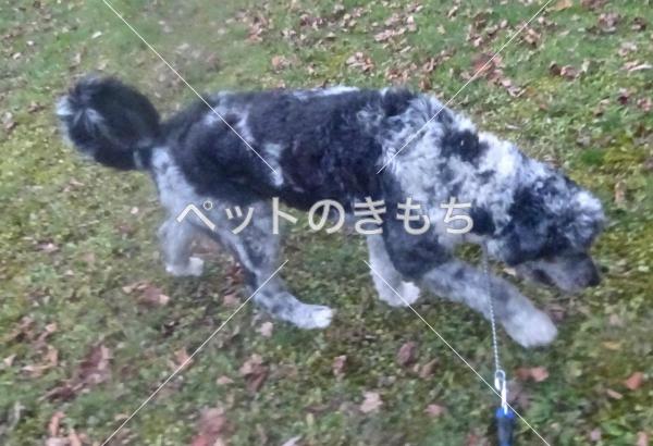 北海道で犬が迷子になりました 犬種 雑種 プードル系 投稿no ペットのきもち