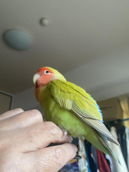 【迷子鳥】神奈川県横浜市青葉区美しが丘でコザクラインコが迷子になりました。No.20615