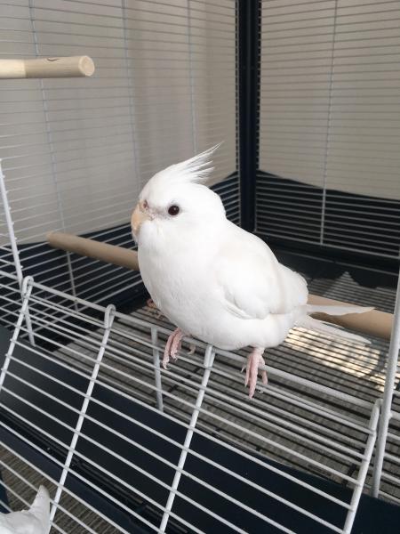 東京都で鳥が迷子になりました 鳥の種類 オカメインコ アルビノ 投稿no 3271