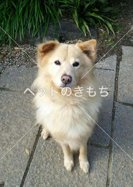 愛知県で犬が迷子になりました 犬種 中型雑種 投稿no 5199 ペットのきもち
