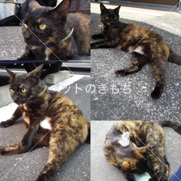 迷い猫の写真