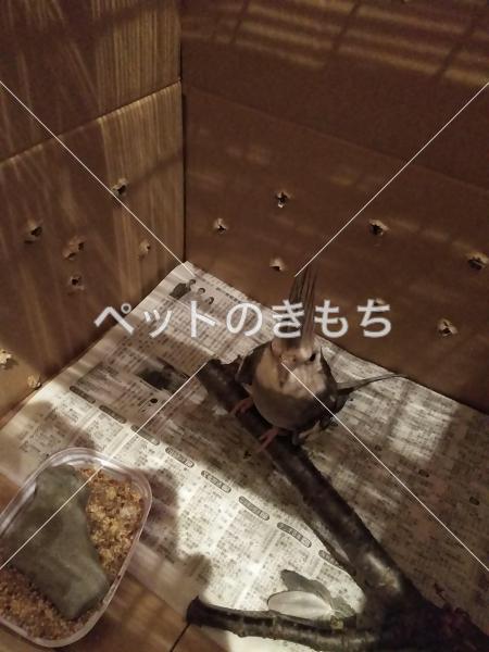 コメント投稿の画像