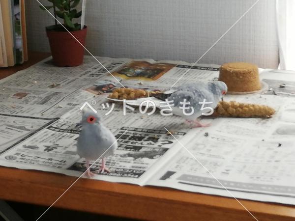 迷い鳥の写真