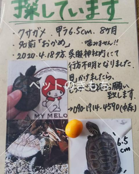 迷子クサガメの写真
