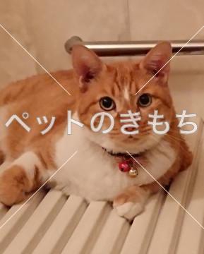 コメント投稿の画像