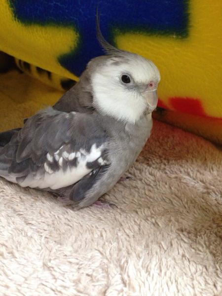 東京都で鳥が迷子になりました 鳥の種類 オカメインコ ホワイトフェイスシナモン 投稿no 64