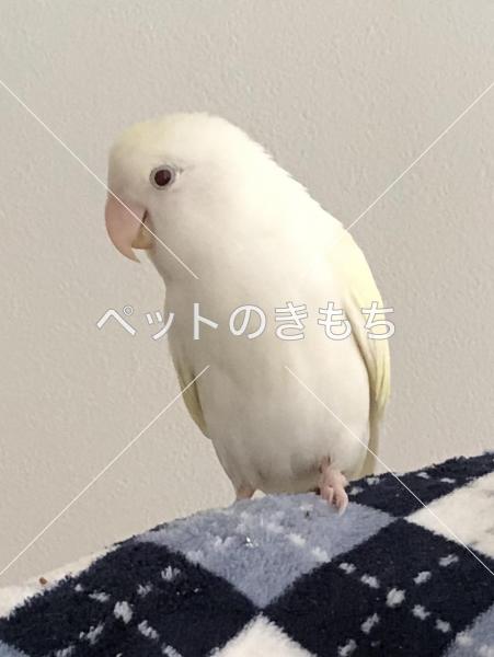 迷い鳥の写真