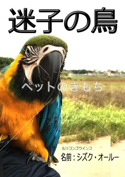 沖縄県で鳥が迷子になりました 鳥の種類 ルリコンゴウインコ 投稿no ペットのきもち