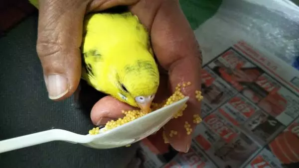 里親募集の鳥の画像