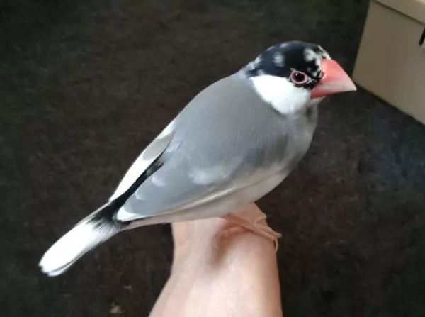 里親募集の鳥の画像