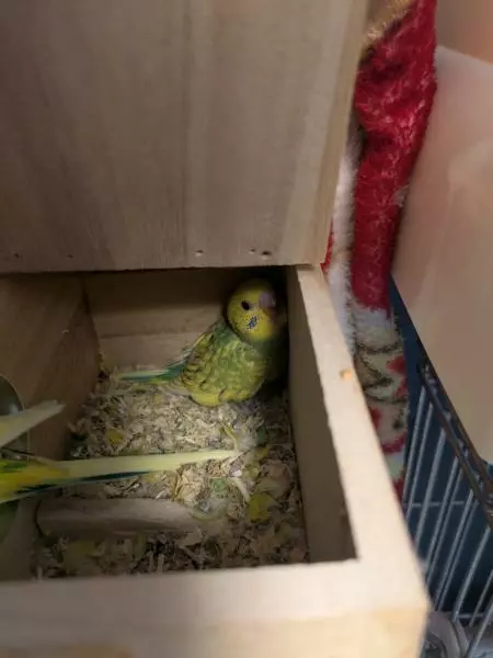 里親募集の鳥の画像