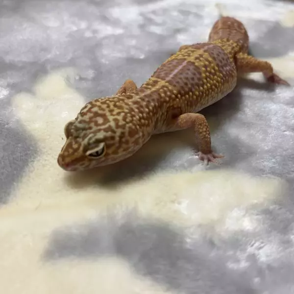 里親募集のペットの画像