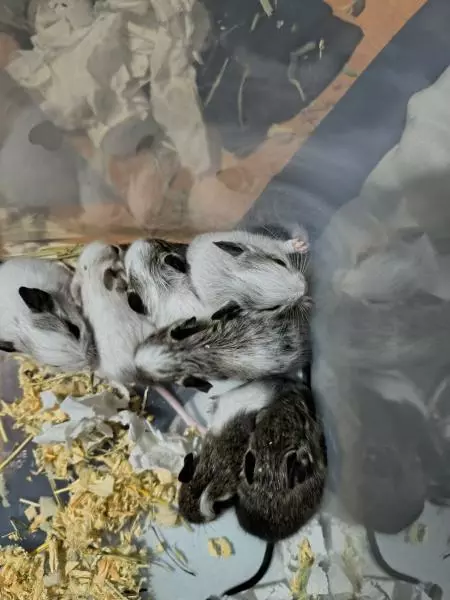 里親募集のペットの画像