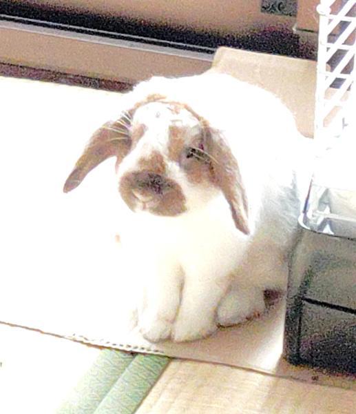 里親募集のペットの画像