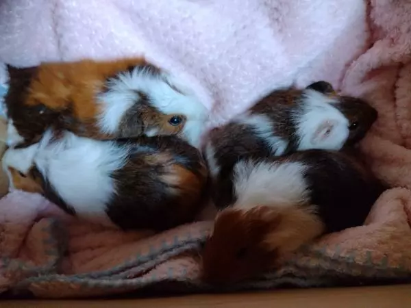 里親募集のペットの画像