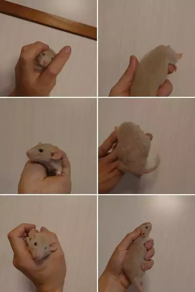 里親募集のペットの画像