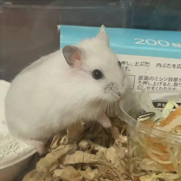 里親募集のペットの画像