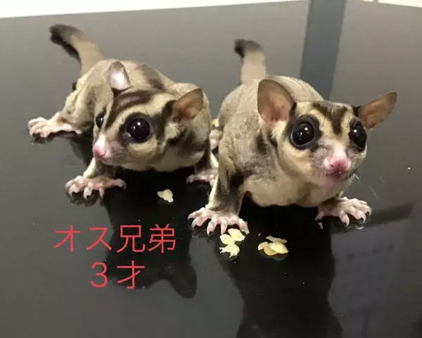 里親募集のペットの画像