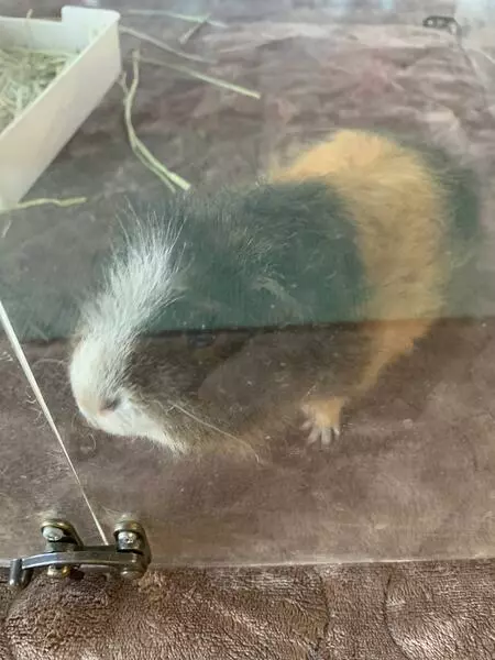 里親募集のペットの画像