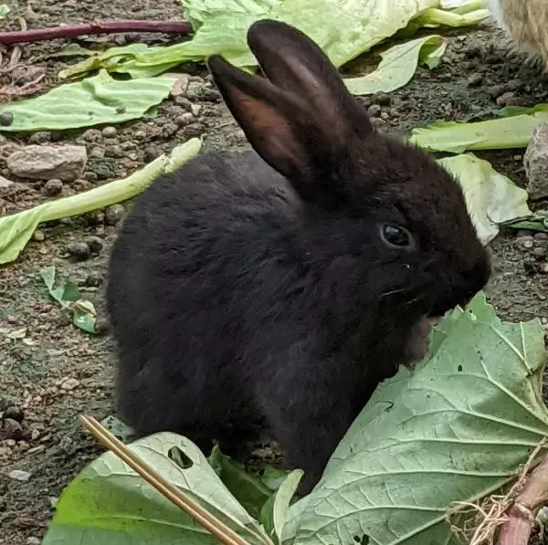 里親募集のペットの画像