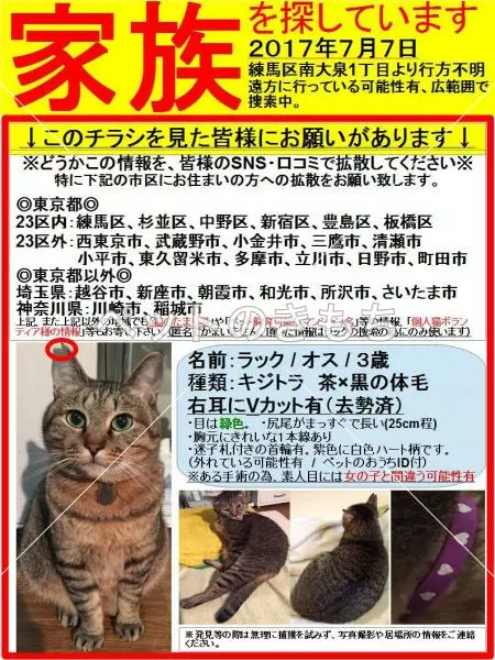 迷子猫の画像