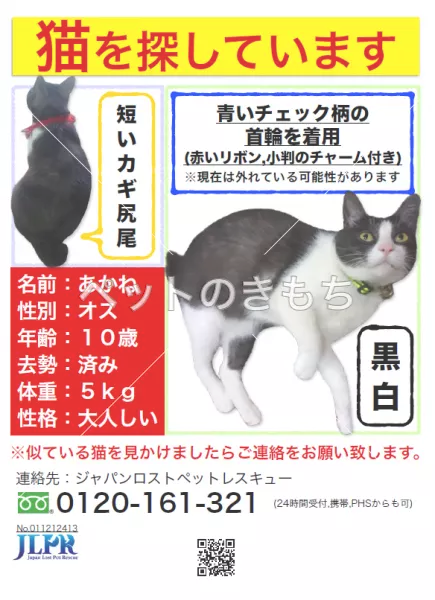 迷子猫の画像
