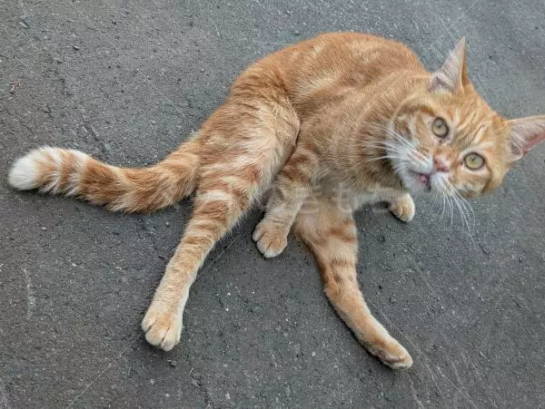 コメントの画像