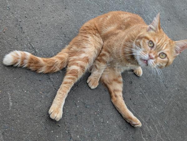 コメントの画像