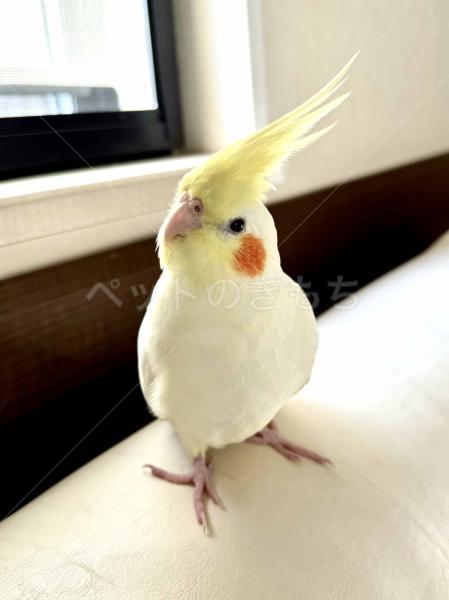 迷子鳥の画像