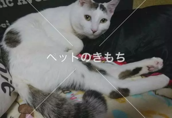 迷子猫の画像