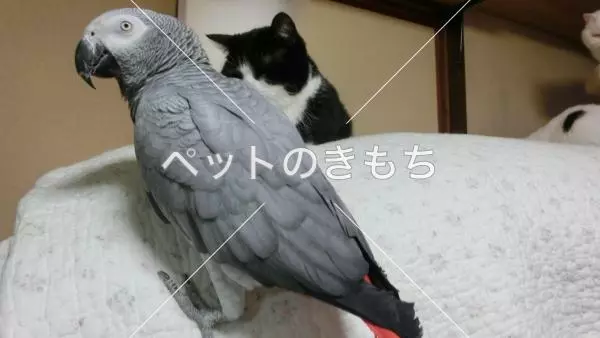 迷子鳥の画像