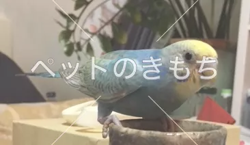 迷子鳥の画像