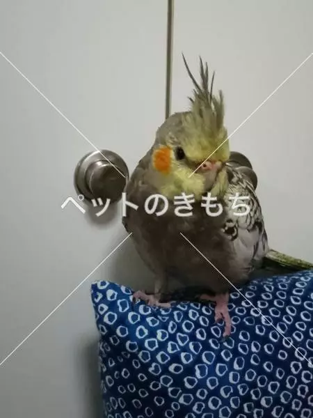 迷子鳥の画像