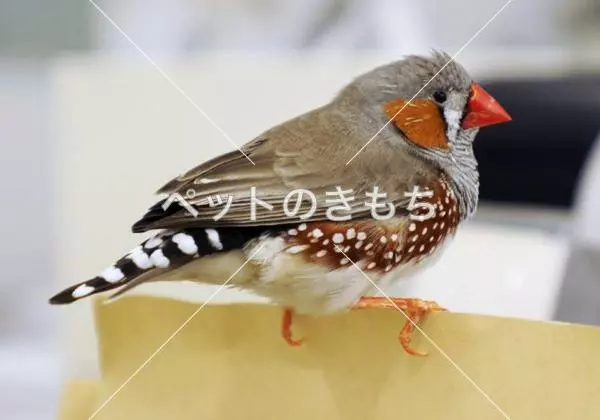 保護鳥の画像