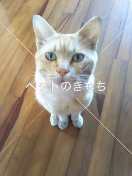 迷子猫の画像